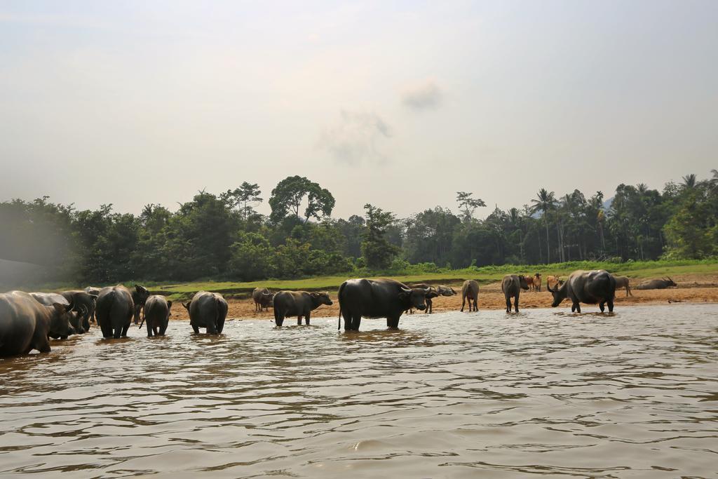 Mutiara Taman Negara Hotell Kuala Tahan Eksteriør bilde