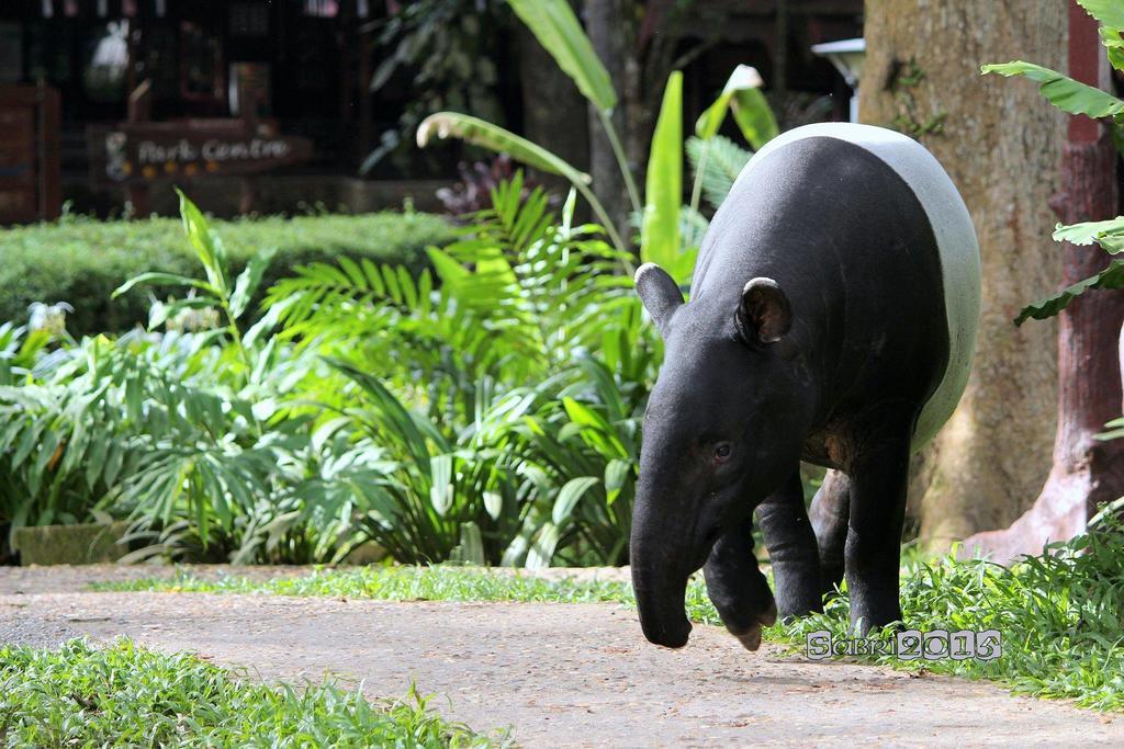 Mutiara Taman Negara Hotell Kuala Tahan Eksteriør bilde