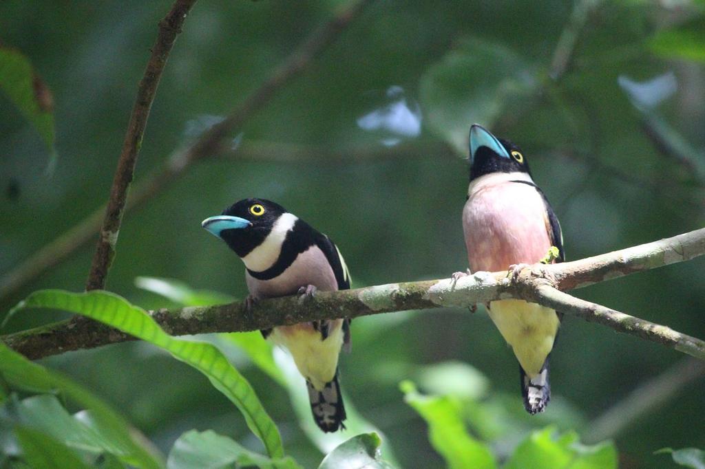 Mutiara Taman Negara Hotell Kuala Tahan Eksteriør bilde